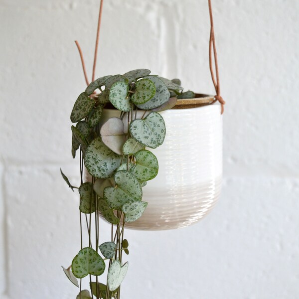 Medium Hanging Planter + String of Hearts Plant / Ceropegia Plant / Hanging House Plant / Trailing Pot Plant / Ceramic Hanging Planter