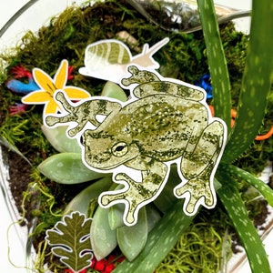 Sticker grenouille en vinyle vert | Faune sauvage de l'arrière-cour imperméable | Grenouille arboricole | Laminé | Amoureux de la nature | Pour lui |