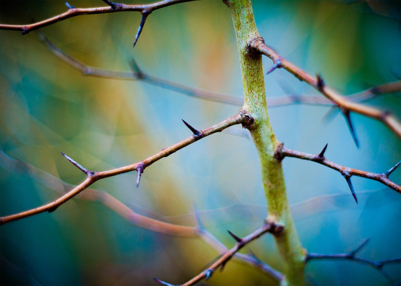 Thorns on Blue and Teal Background Nature Photography - Etsy