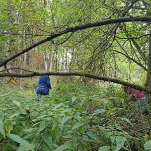 May include: Two people are walking through a dense forest. The people are wearing blue and red clothing. The forest is lush and green with many trees and branches.