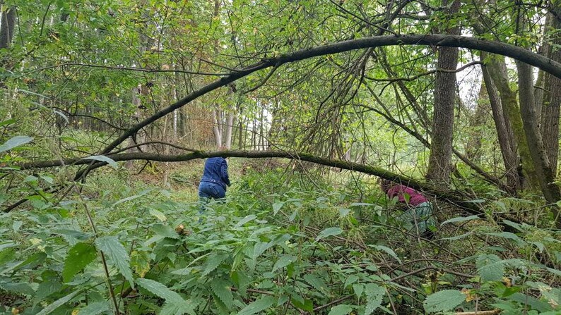 May include: Two people are walking through a dense forest. The people are wearing blue and red clothing. The forest is lush and green with many trees and branches.