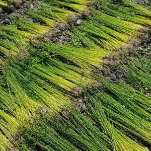 May include: A field of flax plants drying in the sun. The plants are laid out in rows and are a mix of green and yellow.