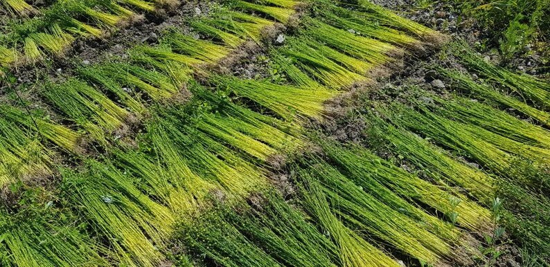 May include: A field of flax plants drying in the sun. The plants are laid out in rows and are a mix of green and yellow.