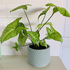 arrow head plant
