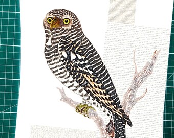 Hawk Owl art print, watercolour paper giclee print, bird print