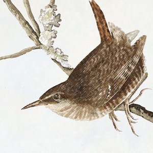 Watercolour paper print for bird lovers, A4 art print of a wren image 2