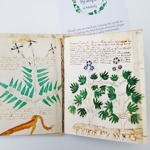 Individual pages showing herbal illustration from my handmade tribute to the Voynich manuscript