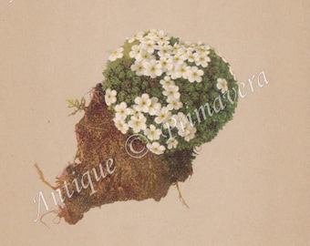 1897 Splendid Schweizer Mannsschild of Primulaceae - Aretia or Androsace helvetica Original Antique Photolithograph
