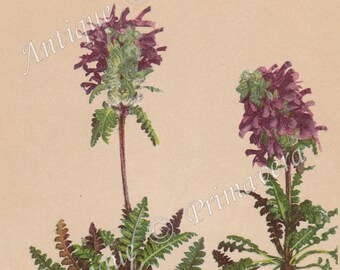 1897 Noble Whorled Lousewort - Pedicularis Verticillata or Quirlblättriges Läusekraut Original Antique Photolithograph