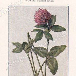 1913 RED CLOVER Trifolium pratense, on the reverse side Thrift, Sea Thrift and Sea PINK Armeria vulgaris Original Antique Colored Plates image 1