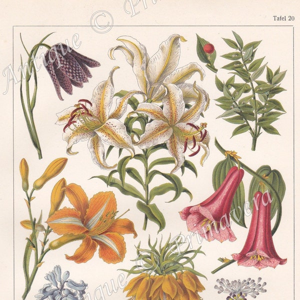 1922 Lily Family - Liliaceae: Goldband lily, Butcher's broom, Orange Daylily, Dutch hyacinth, Crown imperial etc.  Antique Chromolithograph