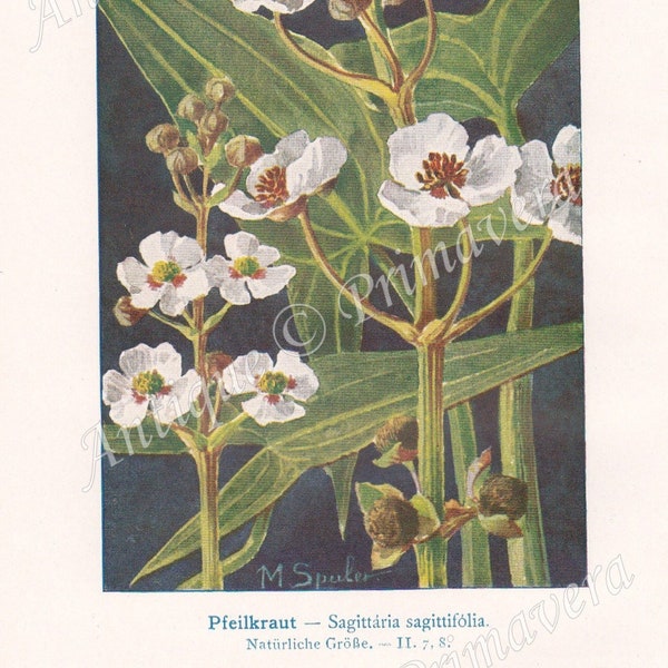 1919 Wonderful Common WATER-PLANTAIN - Alisma plantago-aquatica and ARROWHEAD - Sagittaria sagittifolia Original Antique Colored Plate