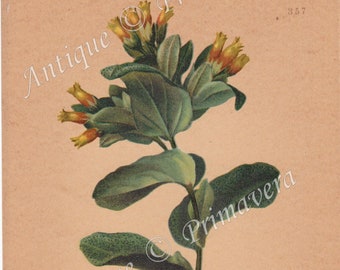 1897 Nice Alpine or Smooth Honeywort - Cerinthe Alpina or C. Glabra or Alpen Wachsblume Original Antique Photolithograph