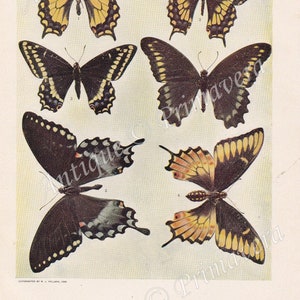 1902 Amazing SWALLOWTAIL SCHMETTERLINGEN - PAPILIOS, Insekten, Wildtiere, Natur, Bestäuber, Original Antike Platte der Farbfotografie