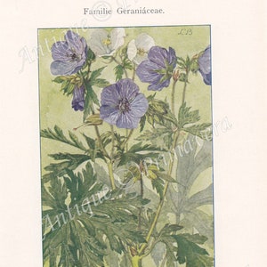 1913 Charming Meadow Cranesbill Geranium pratense and Marsh Cranesbill Geranium palustre Original Antique Colored Plates image 1
