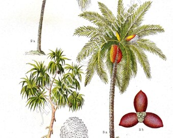 1927 Tahitian SCREWPINE or PANDANUS, COCONUT Tree - Cocos nucifera, Date Palm - Phoenix dactylifera, Original Antique Chromolithograph