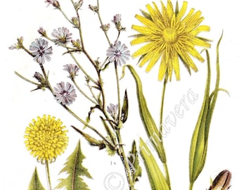 1927 CHICORY - Cichorium intybus, DANDELION - Taraxacum officinale, Meadow SALSIFY or Showy Goat's-beard, Original Antique Chromolithograph