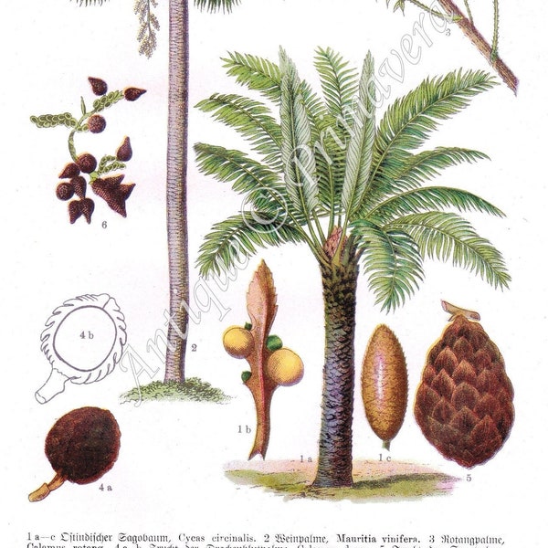 1927 QUEEN SAGO, Moriche or Ité Palm, Common RATTAN, Dragon's Blood, True Sago Salm, Oil Palm, Original Antique Chromolithograph