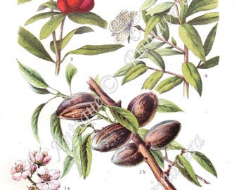 1927 ALMOND - Prunus amygdalus, POMEGRANETE - Punica granatum, Common or True MYRTLE - Myrtus communis, Original Antique Chromolithograph