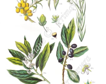 1927 Sea-BUCKTHORN - Hippiphae rhamnoide, Bay LAUREL - Laurus nobilis, Common TOADFLAX - Thesium montanum, Original Antique Chromolithograph