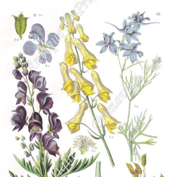 1927 Forking Larkspur - Delphinium consolida, Monk's-Hood - Aconitum napellus, Northern Wolf's-bane, Original Antique Chromolithograph