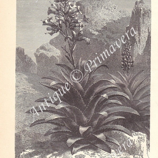 1890 Blooming AECHMEA PANICULATA of family Bromeliaceae, Flowering Plant, Monocots, South America,  Original Antique German Engraving