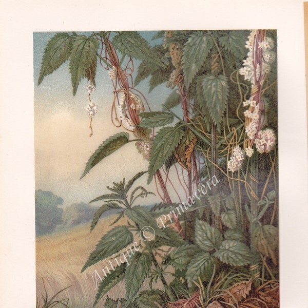 1890 Dodders Parasitizing on Nettles, Strangle Tare, Beggarweed, Devil's Hair, Parasitic Plant, Brehms Original Antique Chromolithograph