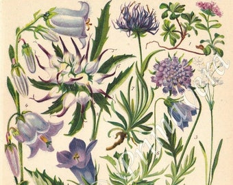1937 BELLFLOWER, TEASEL and Valerian Family Flowers - Rock Valerian, Alpine Flowers, Fairies' Thimbles, Original Antique Chromolithograph