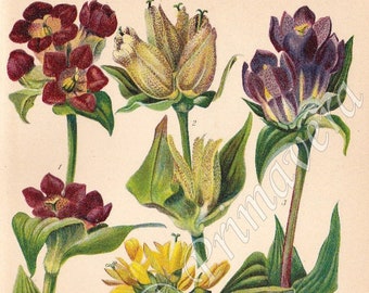 1937 Stunning Flowers of GENTIAN Family - Purple & SPOTTED GENTIAN, Great Yellow Gentian, Alpine Flowers, Original Antique Chromolithograph