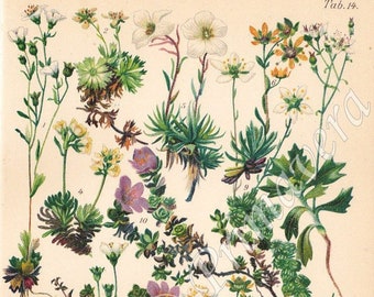 1937 Wonderful Alpine Stonebreaker Flowers - SAXIFRAGACEAE - Yellow, Musky, Purlple, Starry Saxifrages, Original Antique Chromolithograph