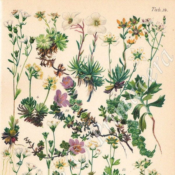 1937 Wundervolle Alpen Steinbrecher Blumen - SAXIFRAGACEAE - Gelb, Musky, Purlple, Sternenhimmel, Original Antike Chromolithographie