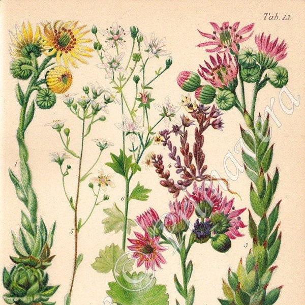 1937 Colorful Stonecrop or Orpine Family - CRASSULACEAE - Flowering Plants, Alpine Flowers, Houseleek etc. Original Antique Chromolithograph