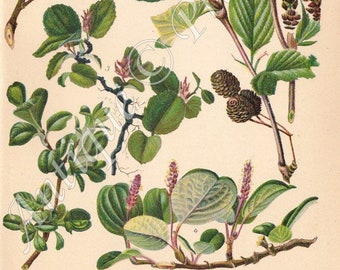1937 Wonderful Willow Family - Salicaceae - Flowering Plants of Dwarf Willow, Mountain Willow, Alder etc. Original Antique Chromolithograph