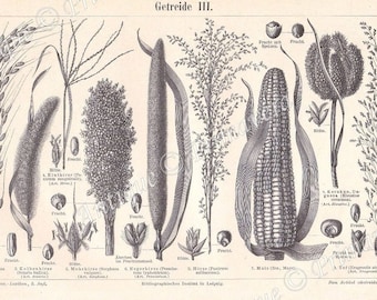 1895 CEREALS - PLANTS BLOOMS Crops: Rice, Chinese Millet, Great Millet, Bulrush Millet, Millet or Milo etc Original Antique German Engraving