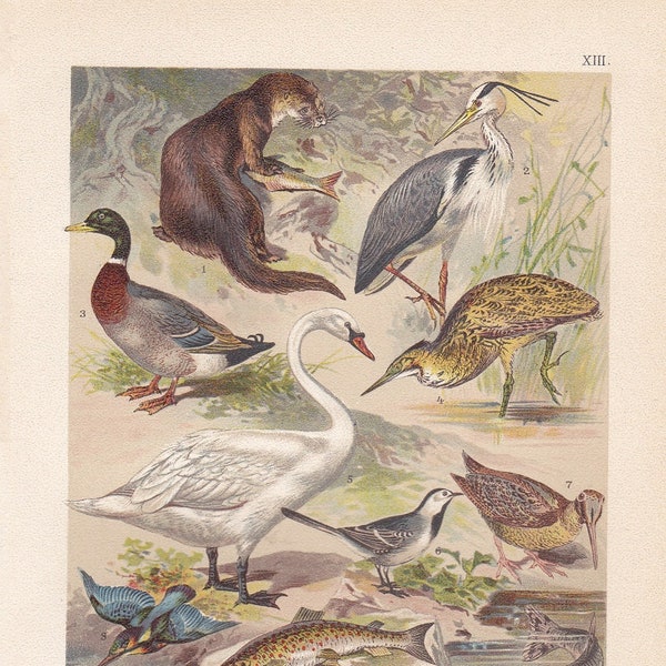 1901 Wildlife - Freshwater Fauna, Animals of Lakes and Rivers: Swan, Salmon, Duck, Kingfisher etc. Original Antique German Chromolithography