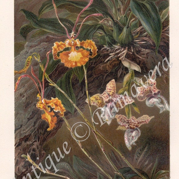 1891 Wonderful Tropical or West Indian Orchids - Stanhopea Devoniensis and Oncidium papilio, Epiphytes, Original Antique Chromolithograph