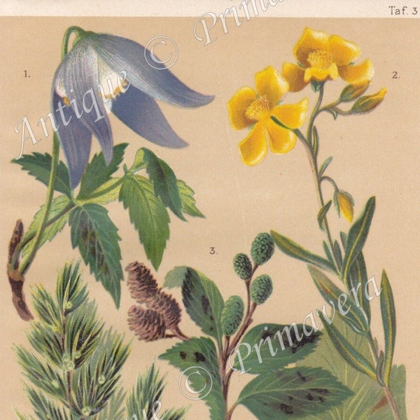 1915 Colorful ALPINE SHRUBS - JUNIPER, Clematis, Rockrose etc., Alpine Flowers, Flowering Plants, Herbs, Original Antique Chromolithograph
