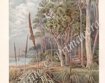 1890 Eucalyptus Forest and Grass Trees or Grasstrees - Xanthorrhoea - in Australia e.g. Avon Valley Park, Original Antique Chromolithograph