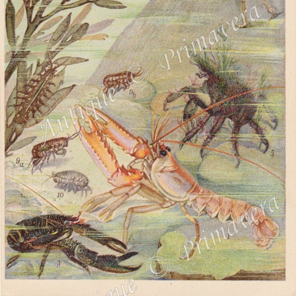 1922 Crabes et crustacés - Homard, Crevettes, Trémie de sable et autres chromolithographe antique original sea life