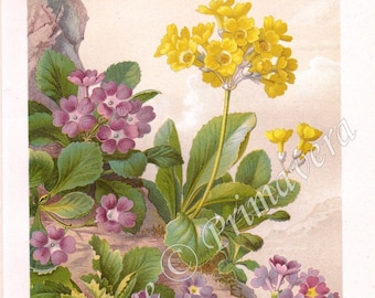 1891 Primula, Primroses, Primrose Hybrid - Stinking Primrose, Mountain Cowslip and Primula xPubescens, Original Antique Chromolithograph