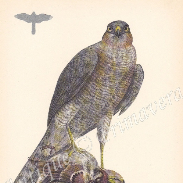 EURASIAN SPARROWHAWK of Northern Sparrowhawk met Prey - Accipiter nisus- Raptorial Bird, Original Vintage Offset Lithograph gedrukt in 1953