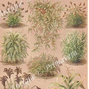 1898 Echte Gräser oder Schmuckgräser und Zierpflanzen - z.B. Klapperschlangengras, Kanariengras, Hasengras Antik Chromolithograph
