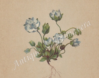 1897 Lovely Pleurogyne or Lomatogonium Carinthiacum - Fransenkante or Kärntner Tauernblümchen Original Antique Photolithograph