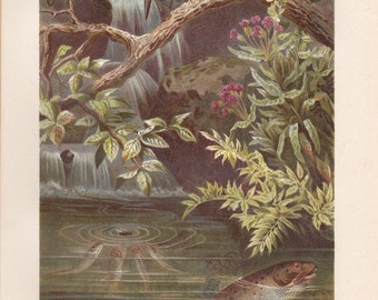 Bachforelle Ufer Eisvogel Chromolithographie ca 1890 historischer Druck