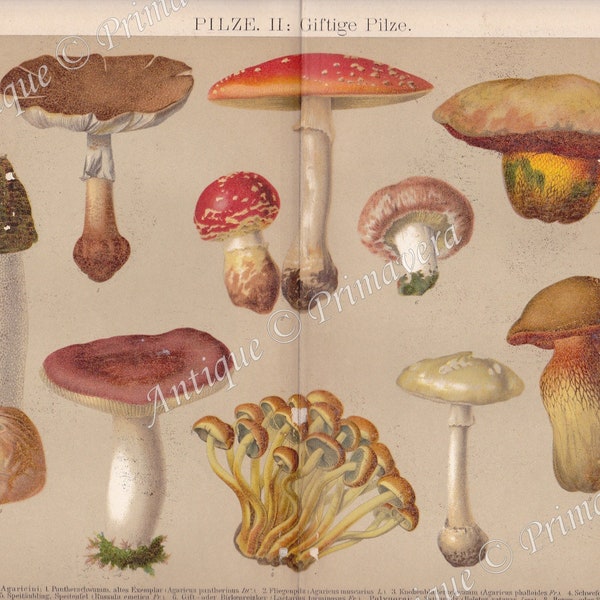 1898 Poisonous Mushrooms: Fly Agaric, Death Cap, The Sickener, Milkcap, Stinkhorn etc. Original Antique Chromolithography