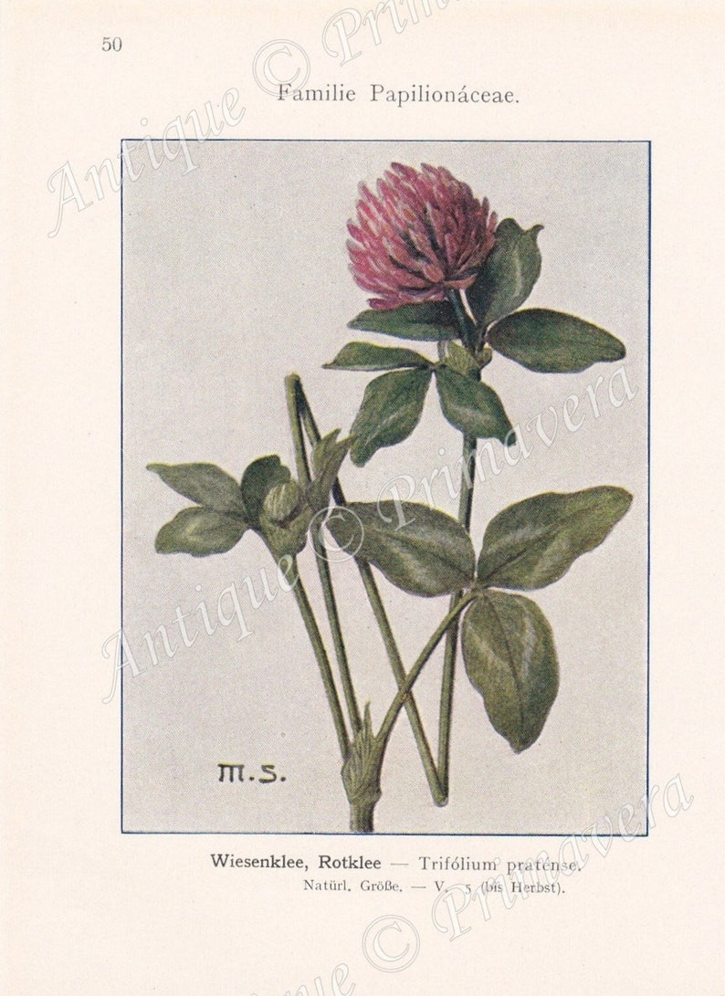 1913 RED CLOVER Trifolium pratense, on the reverse side Thrift, Sea Thrift and Sea PINK Armeria vulgaris Original Antique Colored Plates image 1