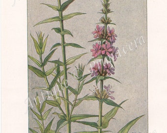 1919 Purple Loosestrife - Lythrum salicaria and Great Hairy Willowherb and Marsh Willowherb Epilobium Original Antique Colored Plate