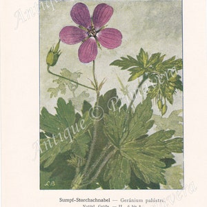 1913 Charming Meadow Cranesbill Geranium pratense and Marsh Cranesbill Geranium palustre Original Antique Colored Plates image 2
