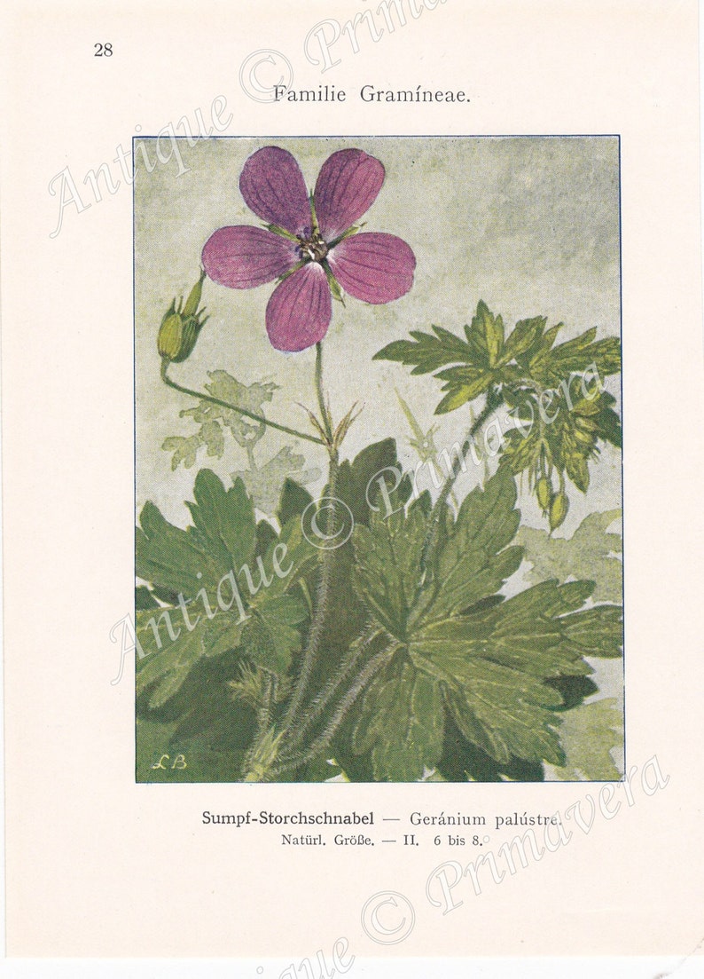 1913 Charming Meadow Cranesbill Geranium pratense and Marsh Cranesbill Geranium palustre Original Antique Colored Plates image 2