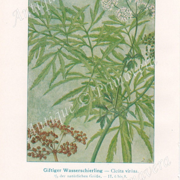 1919 Hemlock Water Dropwort - Oenanthe fistulosa and Cowbane or Northern Water Hemlock - Cicuta virosa Original Antique Colored Plate